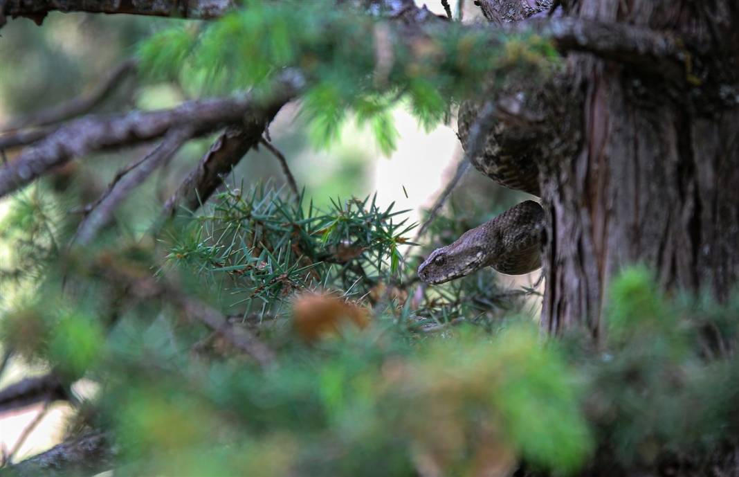 Türkiye'de görüldü! Koca engerek paniği 2